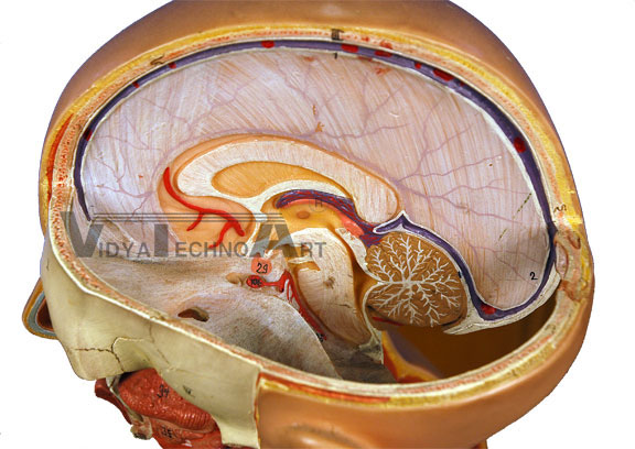 Cranial Cavity